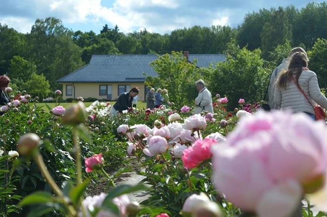 pmeklētāji bauda Dagnijas Voikas peoniju dārza ziedu burvību.
