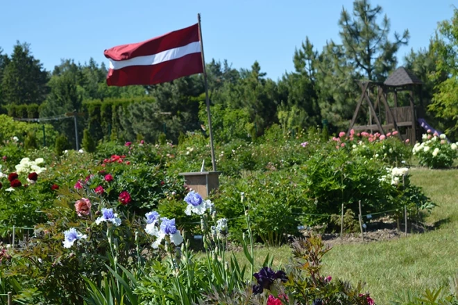 Peoniju svētki Dagnijas Voikas peoniju dārzā