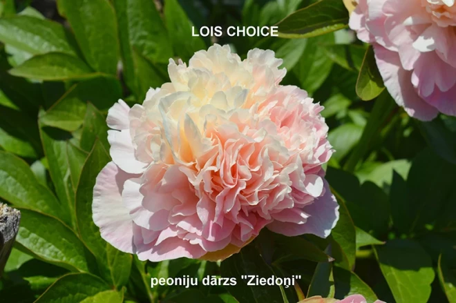 Peonija Dagnijas Voikas peoniju dārzā