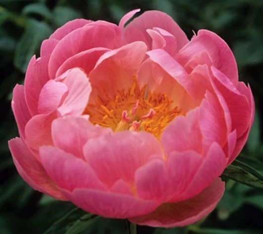 peonija abalone pearl