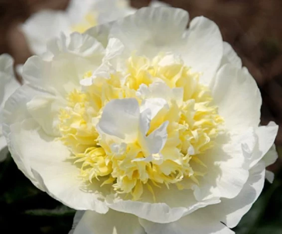 peonija aphrodites kiss 
