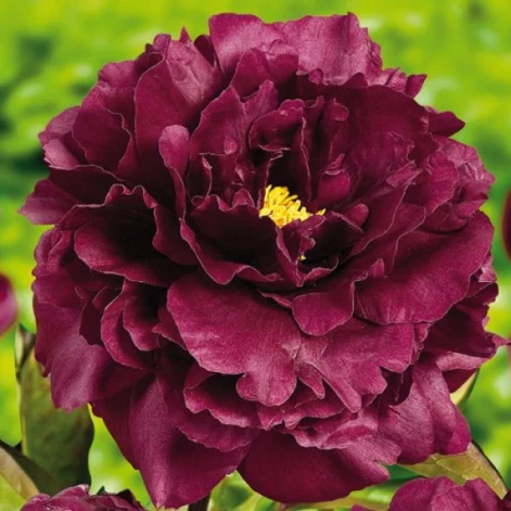 Black Beauty peonija