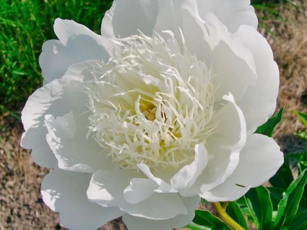 Brides dream peonija