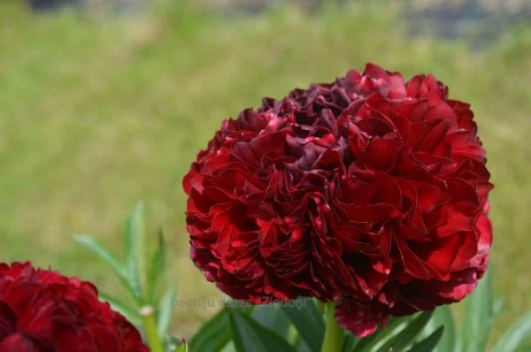 RED GRACE3 peonija