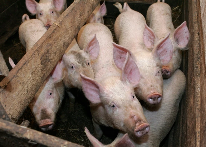 Nāvējošais Āfrikas cūku mēris šogad pirmo reizi konstatēts mājas cūku novietnē - cietusi saimniecība Tukuma pusē