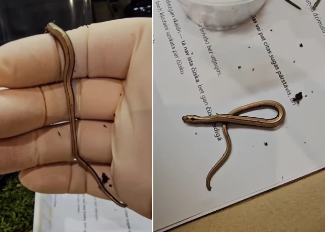 Жительница Елгавы в купленной клубнике обнаружила нечто неожиданное