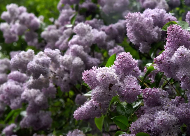 Сиреневый сад в Добеле просыпается: цветение в этом году будет особенно долгим
