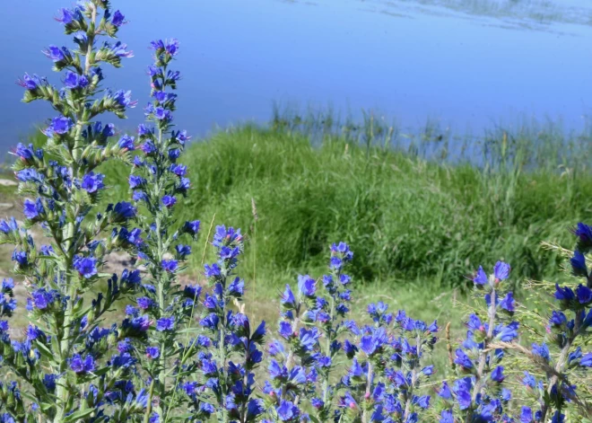 На этой неделе в Латвии наконец станет теплее - до +15 градусов