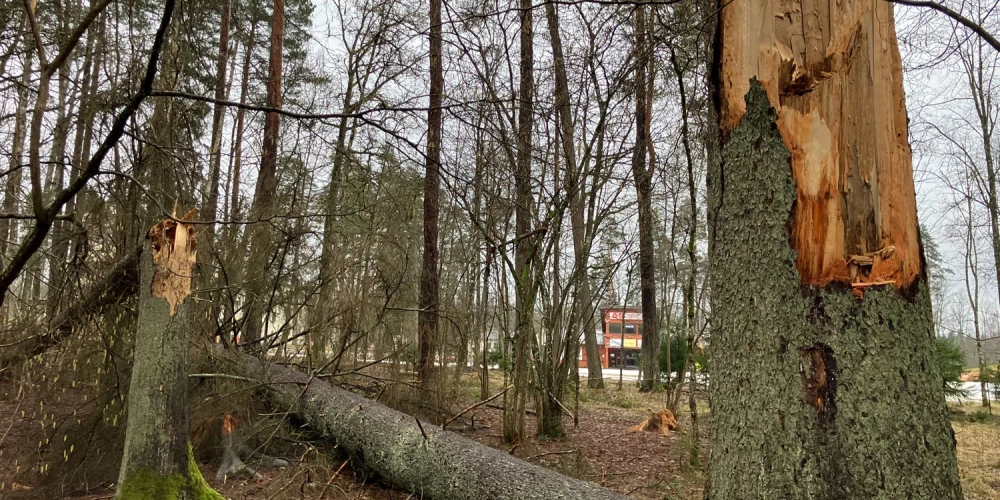 Uzturēšanās konkrētajā teritorijā mežizstrādes laikā ir bīstama, tādēļ aizliegta pavisam.