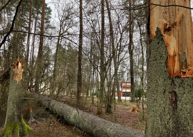 Bīstamu koku dēļ Siguldā tiks slēgtas tūristu takas