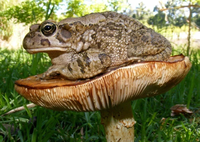 Brīvprātīgie uz Latvijas autoceļiem izglābuši trīs ar pusi tūkstošus abinieku