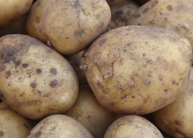 Eksperti brīdina: veikalā pirkti kartupeļi var iznīcināt visu ražu