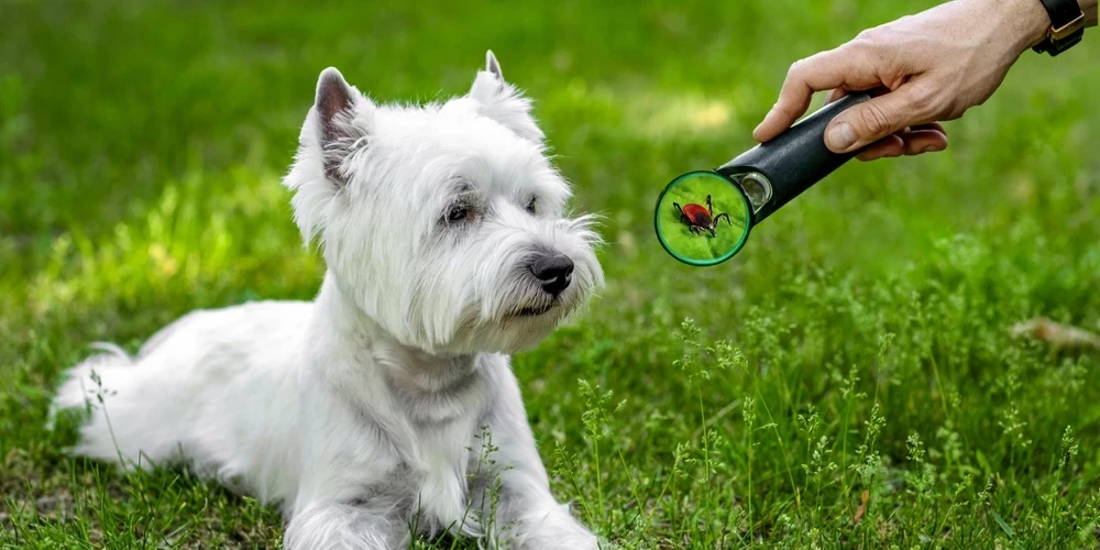 Deviņdesmit pieci procenti no infekcijai pakļautajiem suņiem nesaslimst, bet antivielu testā viņiem parādās pozitīvs rezultāts, kas cilvēku var nobiedēt, liekot domāt, ka suns ir jāārstē.