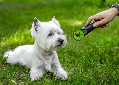 Deviņdesmit pieci procenti no infekcijai pakļautajiem suņiem nesaslimst, bet antivielu testā viņiem parādās pozitīvs rezultāts, kas cilvēku var nobiedēt, liekot domāt, ka suns ir jāārstē.