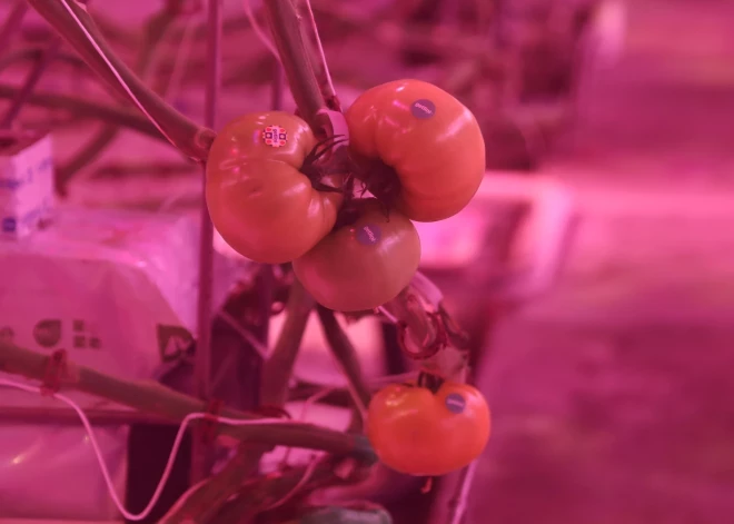 Getliņi откроет теплицы для гостей и угостит супом от Мартиньша Сирмайса