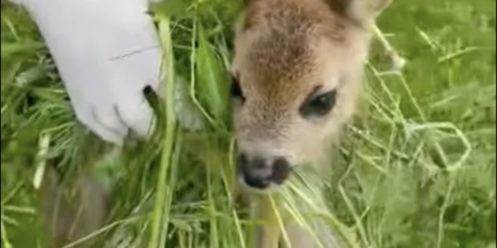 Pārvaldes eksperti norāda, ka, glābjot dzīvnieku, kam glābšana nav nepieciešama, samazinās tā izdzīvošanas iespējas.