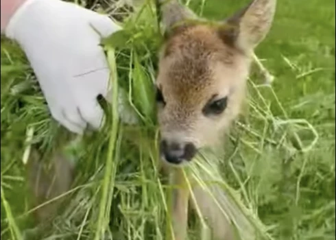 Pārvaldes eksperti norāda, ka, glābjot dzīvnieku, kam glābšana nav nepieciešama, samazinās tā izdzīvošanas iespējas.