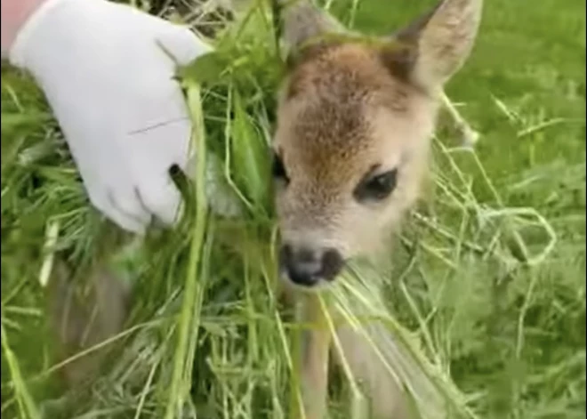 Vēlme "glābt" savvaļas dzīvniekus var beigties traģiski