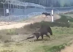 ВИДЕО: еще одна жертва напряженных отношений - на границе Литвы и Беларуси погиб лось