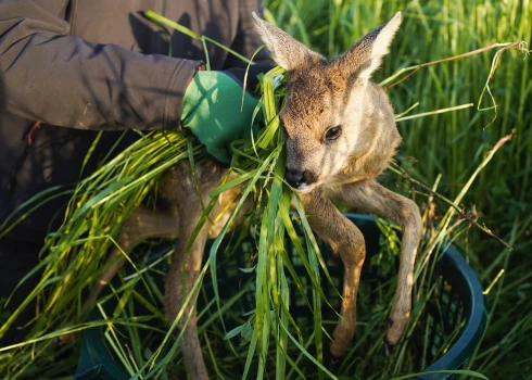 Glābjot dzīvnieku, kam glābšana nav nepieciešama, samazinās tā izdzīvošanas iespējas.