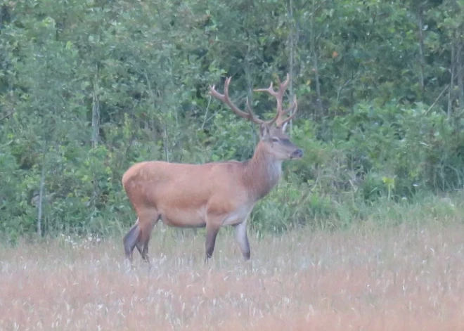 "Zemkopības ministrijas profesionālais līmenis ir dramatiski krities!" Mednieku biedrības kategoriski iebilst pret jaunajiem grozījumiem