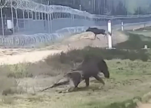 Diemžēl dzīvnieks gāja bojā.