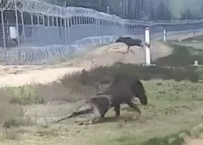 Vēl viens saspringtu attiecību upuris? Novērošanas kamerās fiksēts traģisks negadījums uz Lietuvas un Baltkrievijas robežas. VIDEO