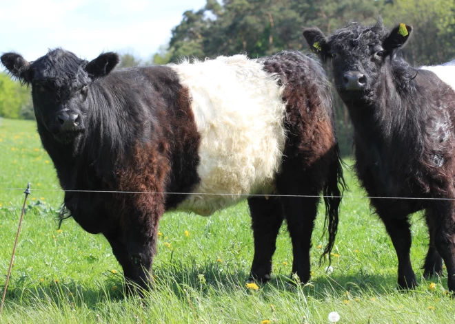 Šogad mobilais ganāmpulks ganīsies Rīgā, Siguldā, Valkā, Jelgavā un Ziemeļgaujā