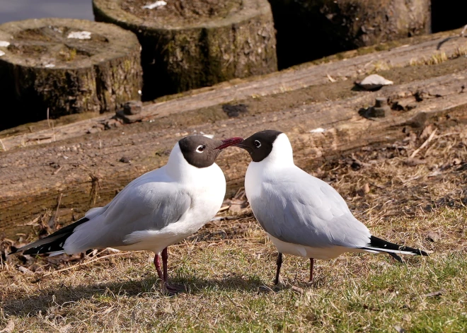 Aptauja: naktsmieru bojā izklaides vietas, bet visbiežāk rīdzinieku pacietību pārbauda kaijas