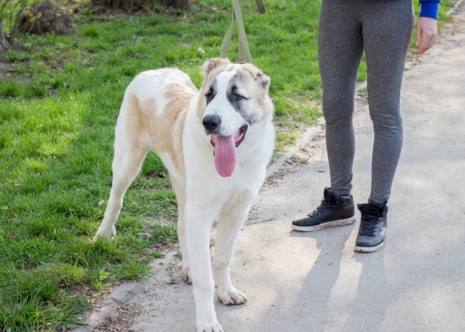 Lec virsū, rauj pavadu, aizņem saimnieka gultu - signāli, ka suns pārņem vadību attiecībās