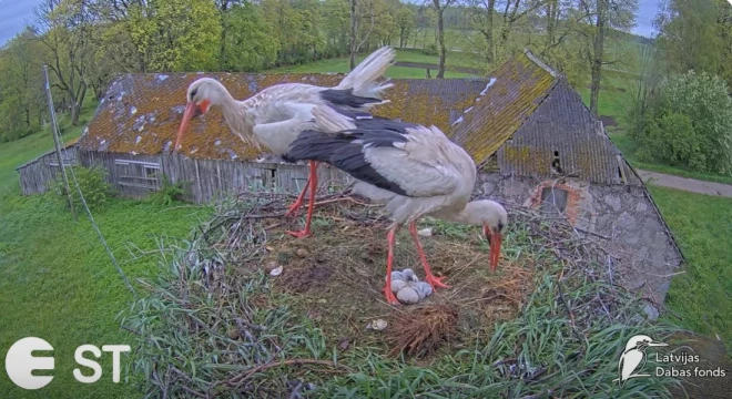 Balto stārķu pāris Mamma un Tio sveic pirmos cāļus.