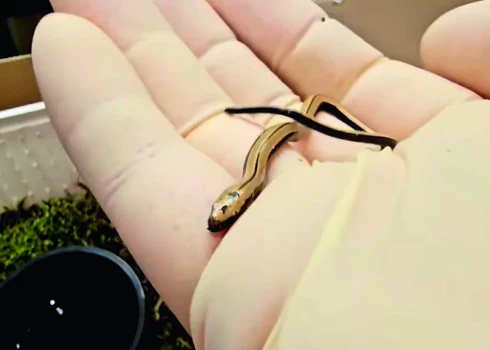 Grieķijas zemenēs atrastā Peloponēsas glodene veiksmīgi pārcieta piecas dienas ledusskapī.