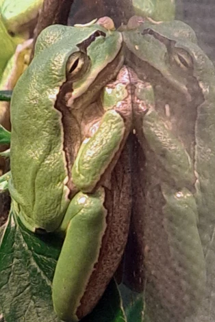 Ziemā ar Grieķijas mandarīnu kravu uz Latviju atceļoja turienes kokvarde.