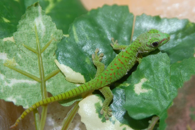 Madagaskaras dienas gekons atrasts kravas konteinerā.