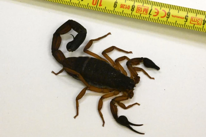 Skorpionu mātīte ielavījās kādas ceļotājas čemodānā Centrālamerikā.