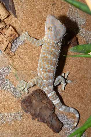 Toki gekons dabā mīt Dienvidaustrumāzijā.