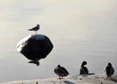 Naktī uz svētdienu gaidāms mākoņais laiks