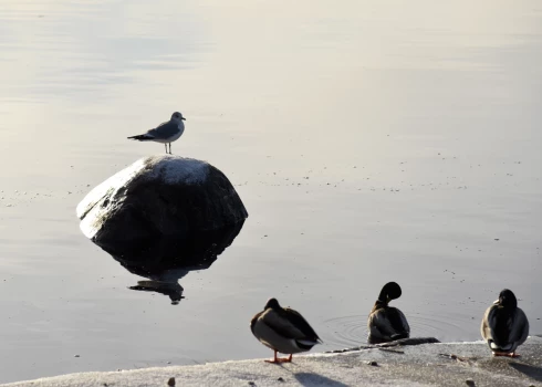Putni Daugavā pie Ķengaraga promenādes.