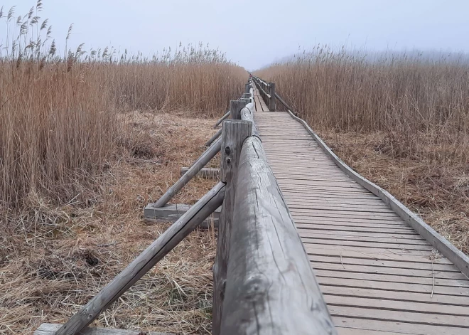 Apmeklētājiem atkal pieejama Kaņiera ezera Niedrāja laipa