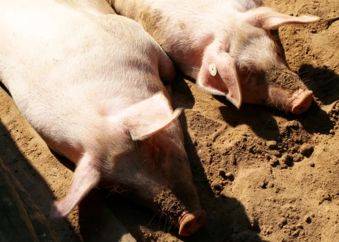 Šā brīža konstatēto ĀCM saslimšanas gadījumu samazināšanās ir saistīta ar sezonālo sivēnu piedzimšanas periodu.
