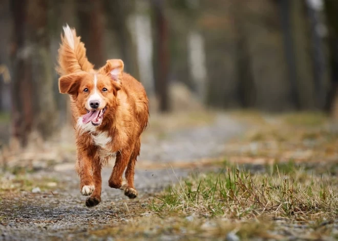 Svētdien notiks labdarības orientēšanās sacensības ar suņiem “Robins mežā”
