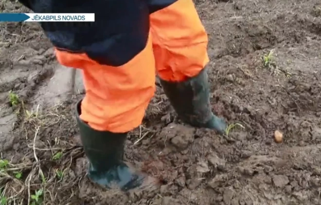 Микелис Паварс показывает свои 35 гектаров картофельных полей, буквально утопающих в грязи.