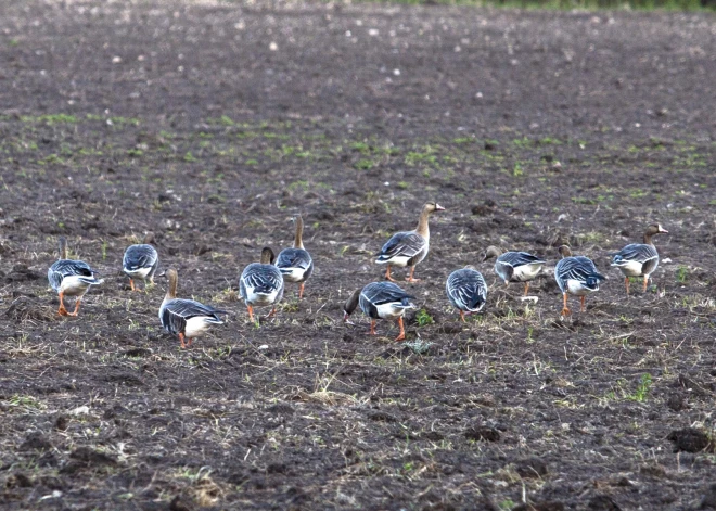 Lauksaimnieki vairs tik naski nepiesakās atļaujām zosu letālajai atbaidīšanai