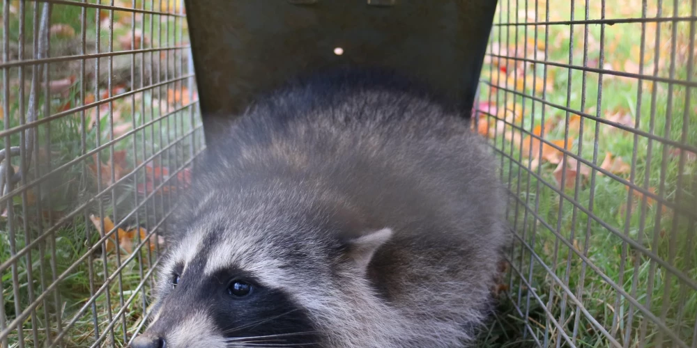 Jenoti Eiropā ir oficiāli atzīti par invazīvu sugu, kas var nodarīt draudus dabai.