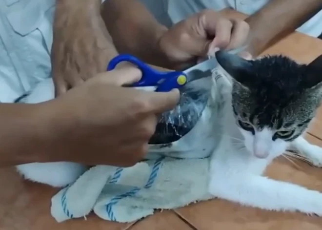 VIDEO: Kostarikas “narkokurjers” — kaķis noķerts ar marihuānas un kokaīna maisiņiem