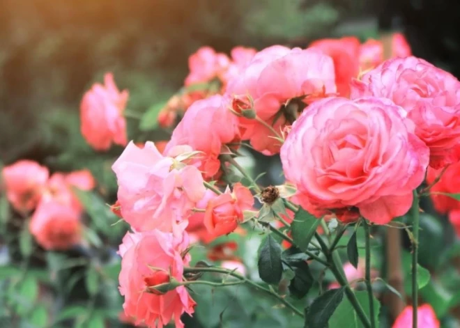 Dabas muzeja būs skatāmas vairāk nekā 100 šķirņu rožu