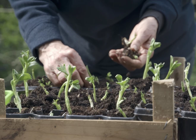 Май с характером марта: как адаптировать сад к холодной весне?