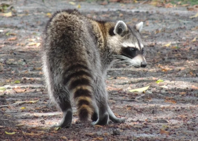 VMD aicina ziņot par Latvijai neraksturīgām vai invazīvām dzīvnieku sugām