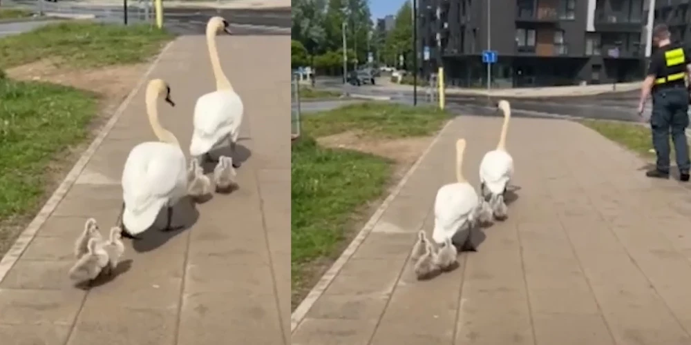 Gulbji bija devušies brīvsolī.