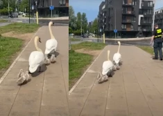 VIDEO: Viļņā brīvsolī devusies gulbju ģimene; policija palīdz nogādāt “mājās”